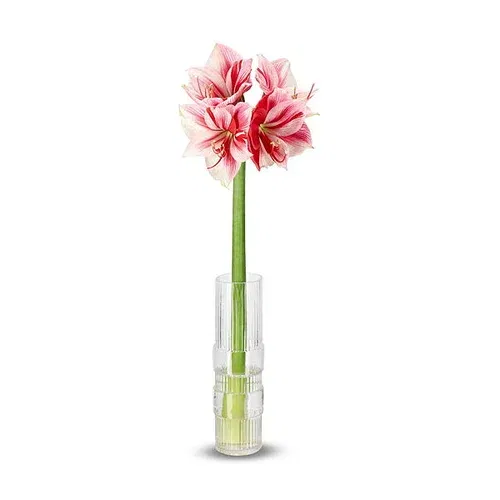 Amaryllis två färgad