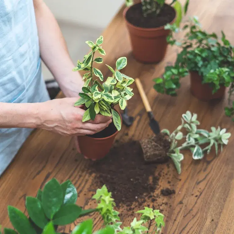 Omplantering – så lyckas du