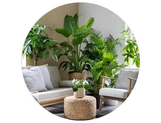 Image of Gröna växter