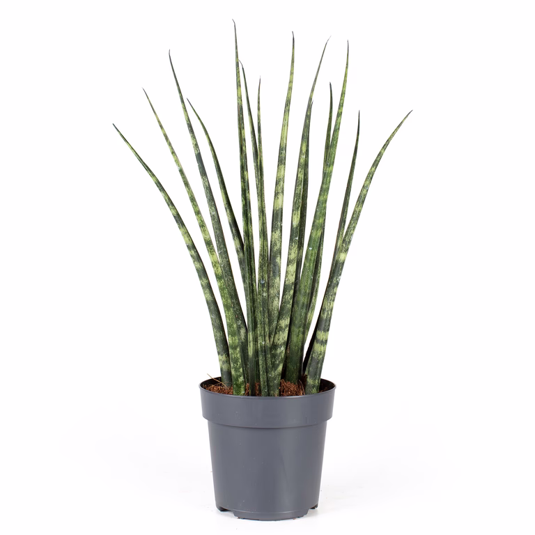 Bajonettlilja ‘Fernwood’