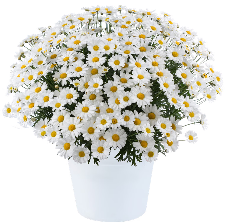 Margerit