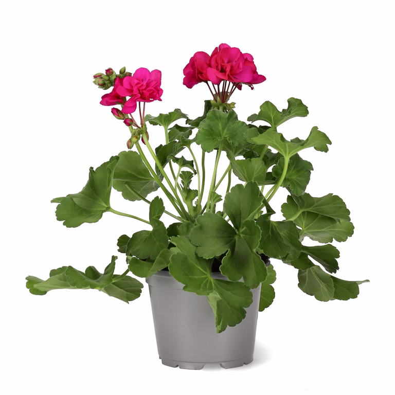 Pelargon Calliope 'Deep Rose'