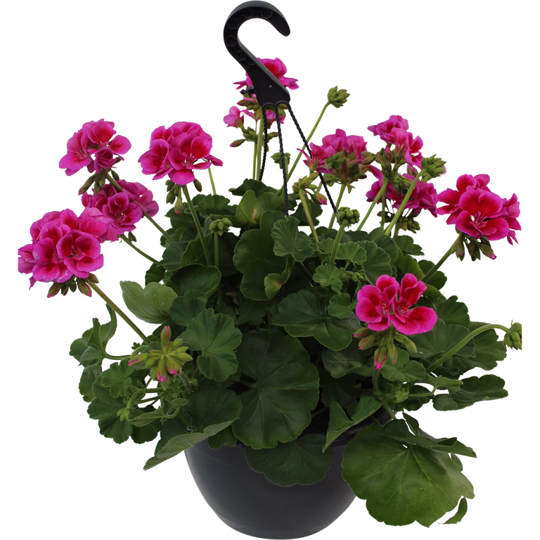 Pel. Calliope L 'Rose Splash' h.basket  25 cm