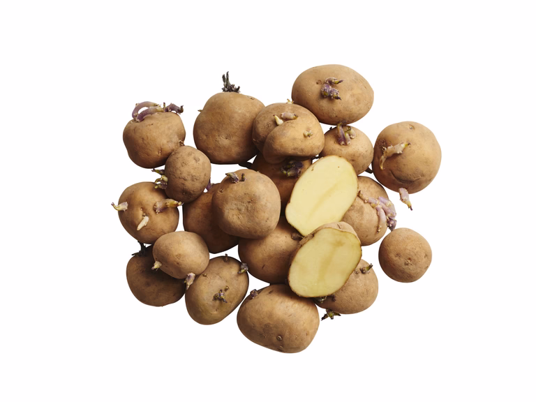 Sättpotatis 'Timo'