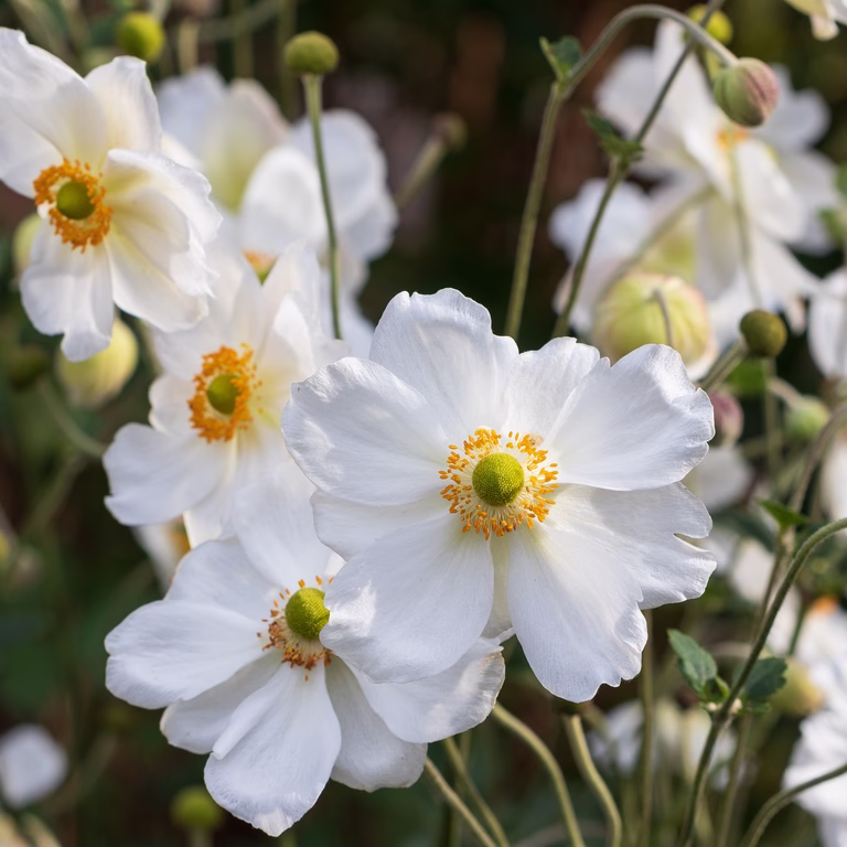 Anemone x hybrida 'Honorine Jobert'