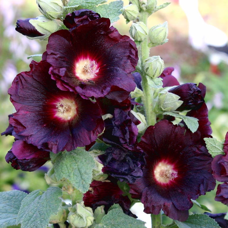 Stockros 'Nigra'