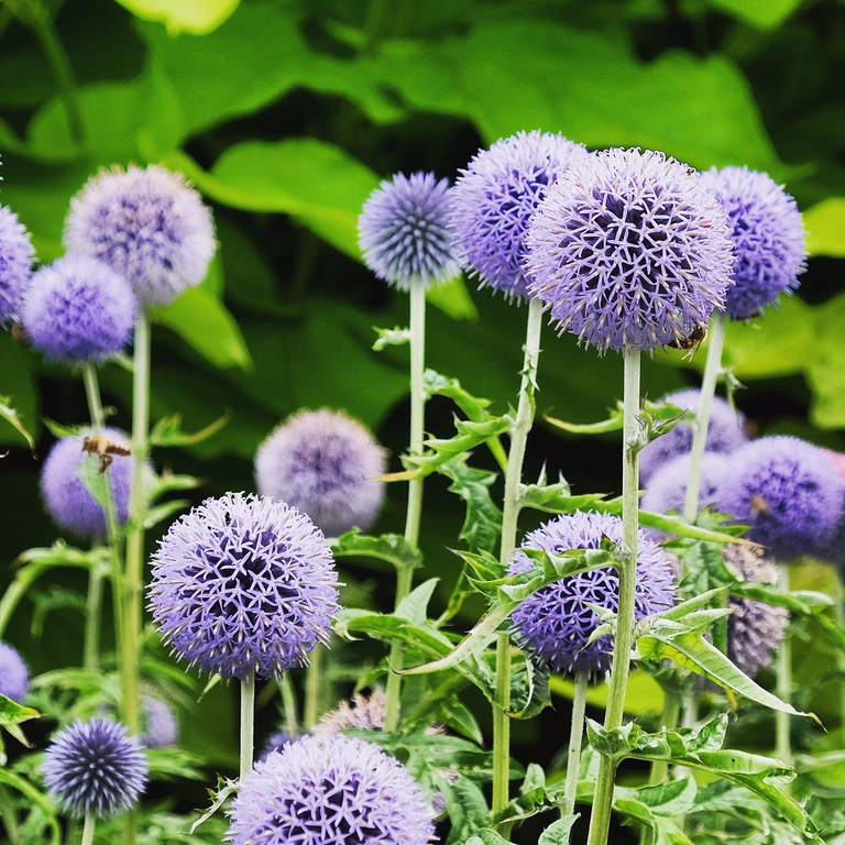 Blå Bolltistel 'Taplow Blue'