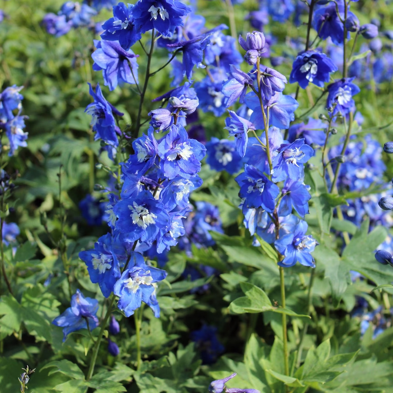 Trädgårdsriddarsporre 'Blue Bird'