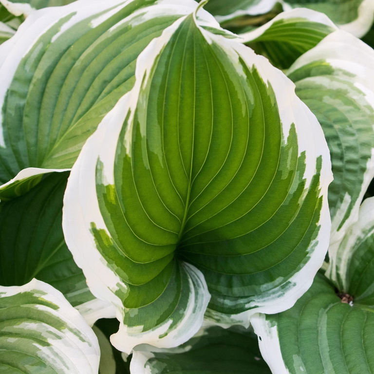 Hosta 'Patriot'