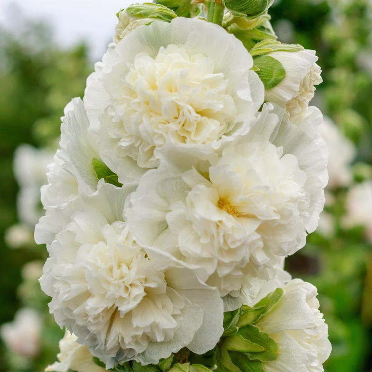 Alcea rosea 'Pleniflora' White