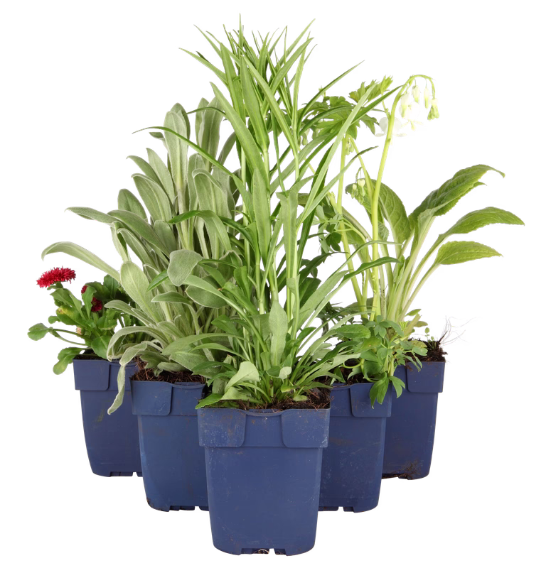 Oregano