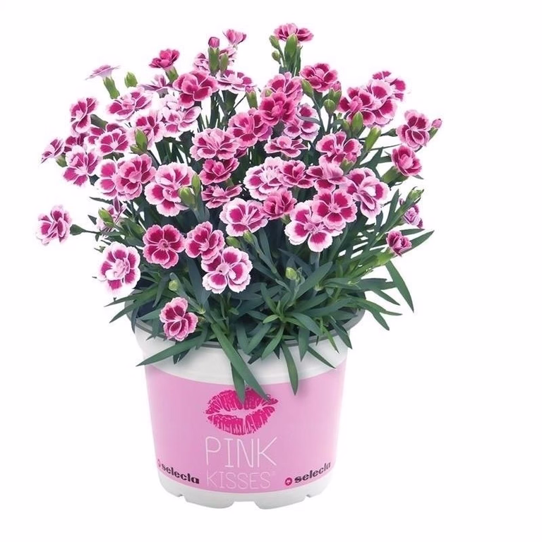 Trädgårdsnejlika 'Pink Kisses'