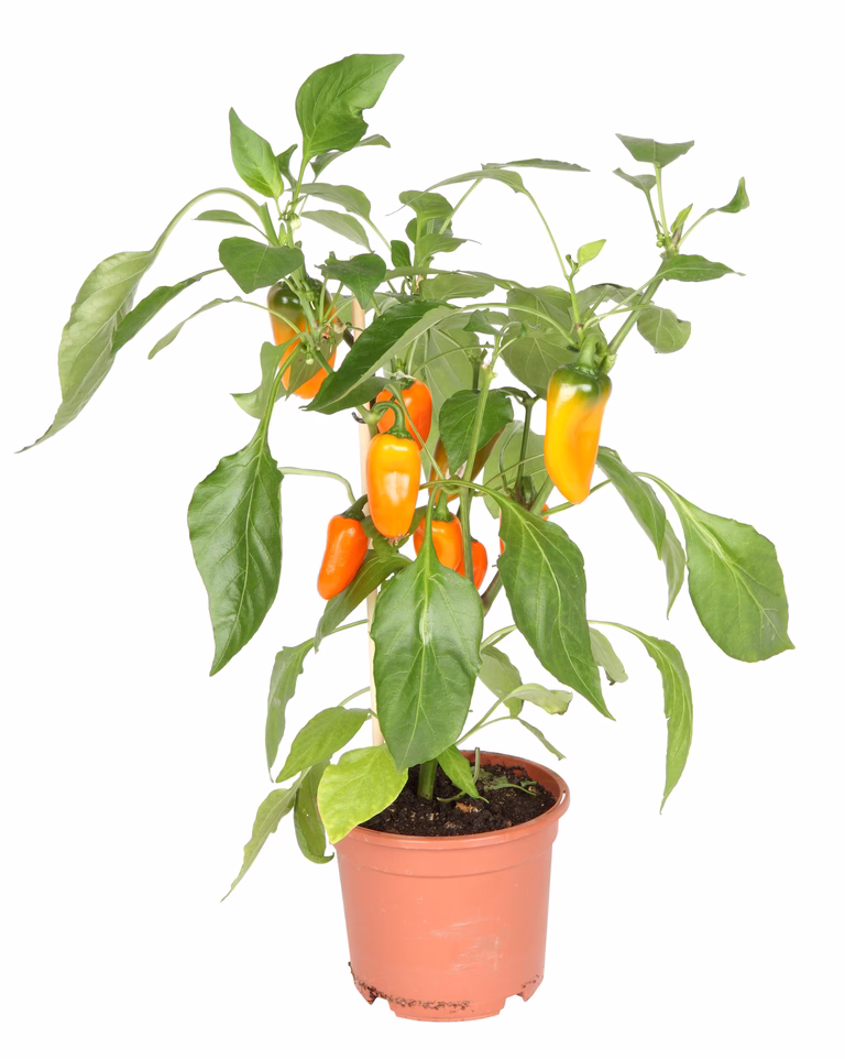 Snackpaprika