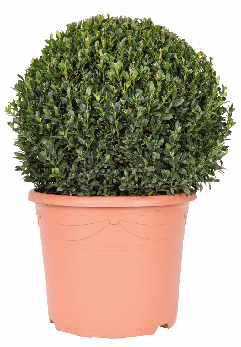 Buxbom 'Arborescens', boll