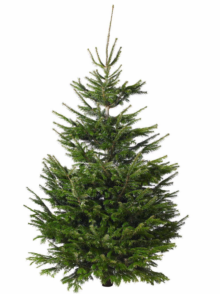 Abies Nordmanniana 270-300 cm