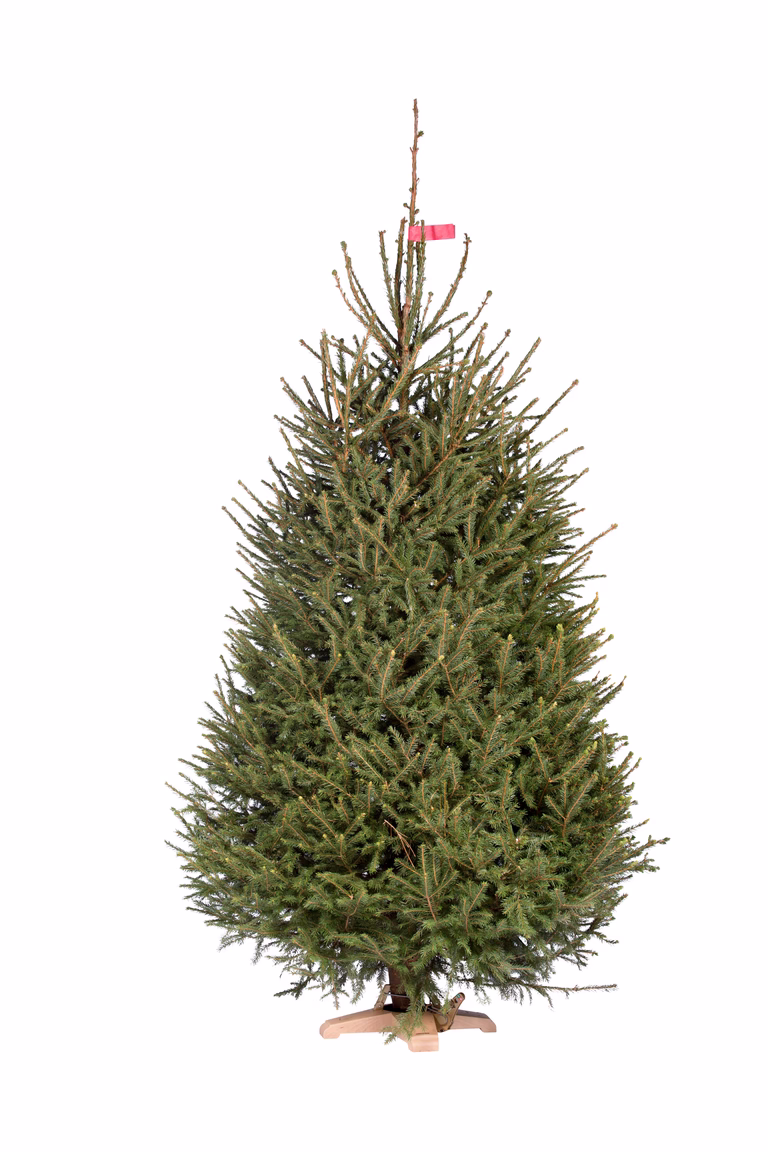 Picea abies 220-270 cm