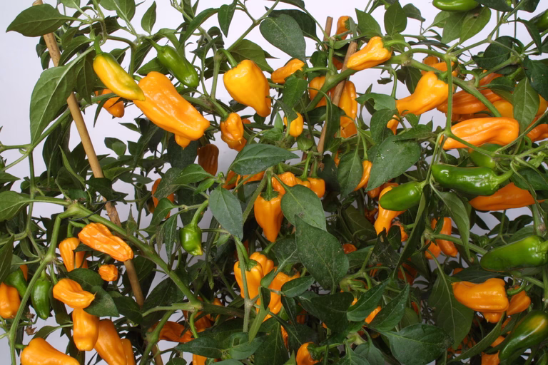 Chili 'Cheyenne'