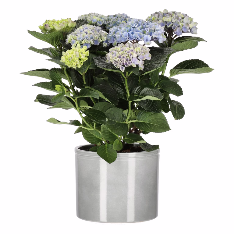 Hortensia 'Magical'