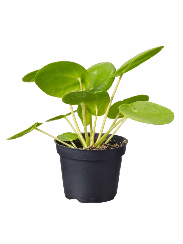 Elefantöra mini