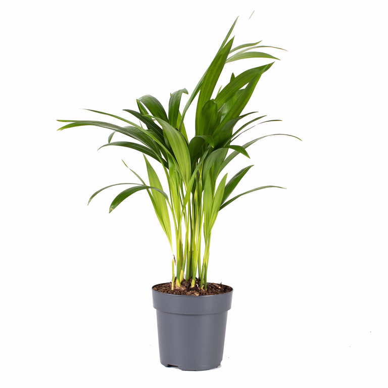 Guldpalm