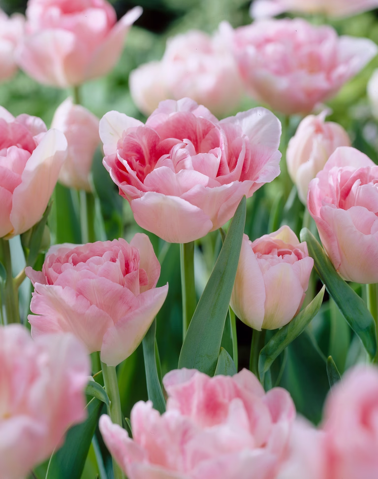 Tulpan 'Angelique'