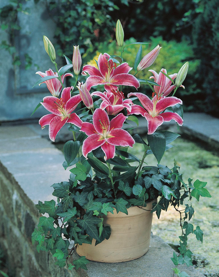Orientlilja 'Stargazer'