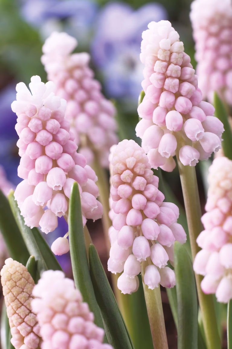 Pärlhyacint 'Pink Sunrise'