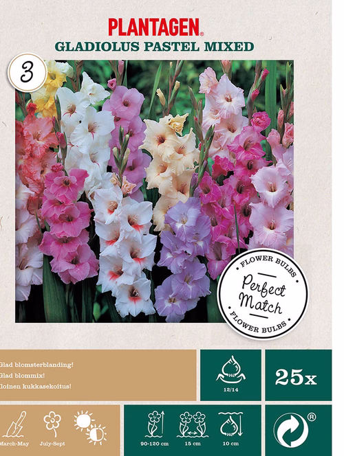Gladiol mix pastelfärgade
