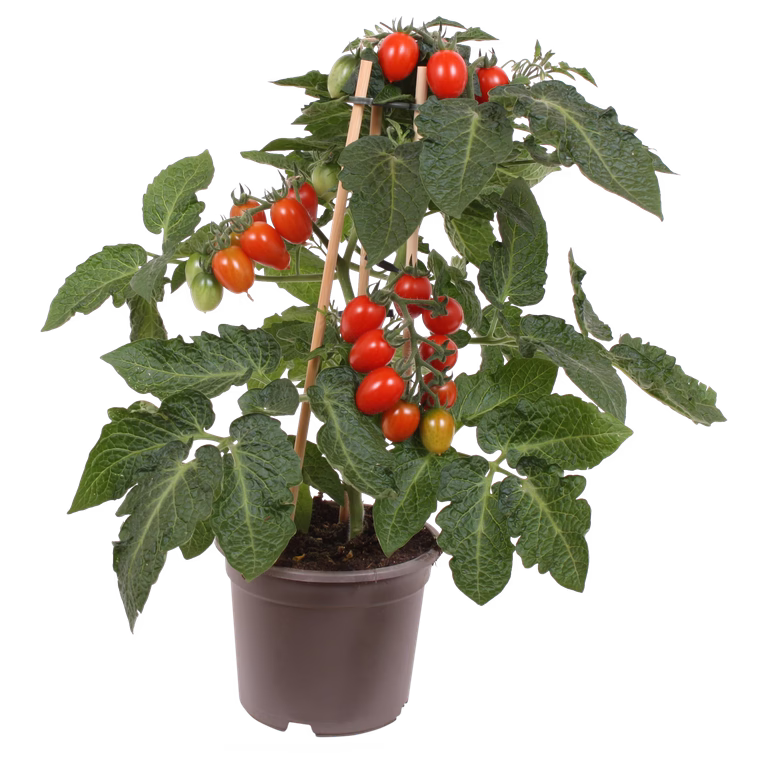 Ready Plum Tomato 14 cm