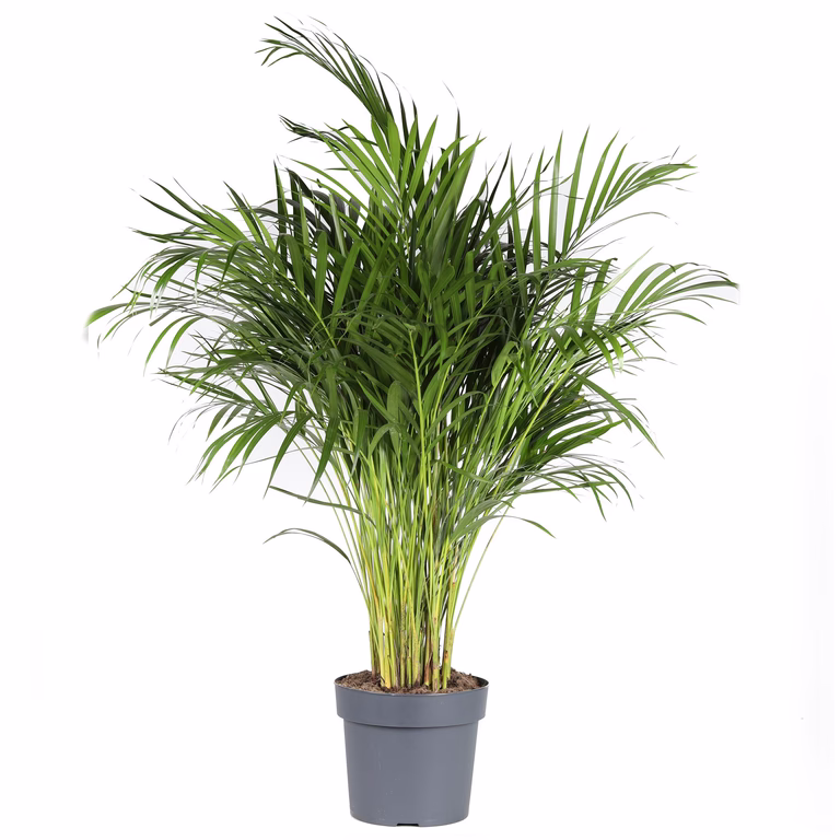 Guldpalm