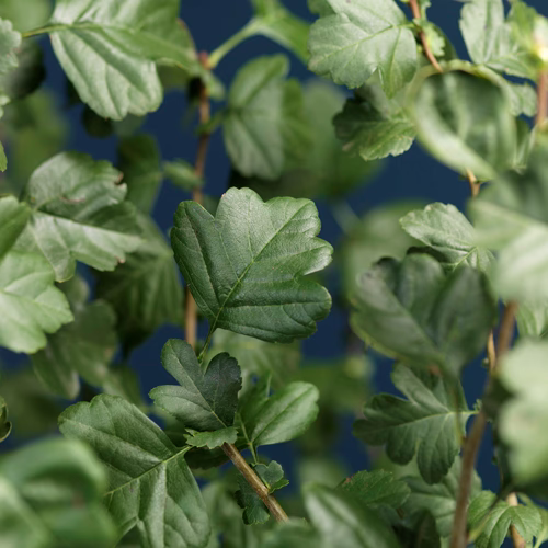 Crataegus grayana 1,5L
