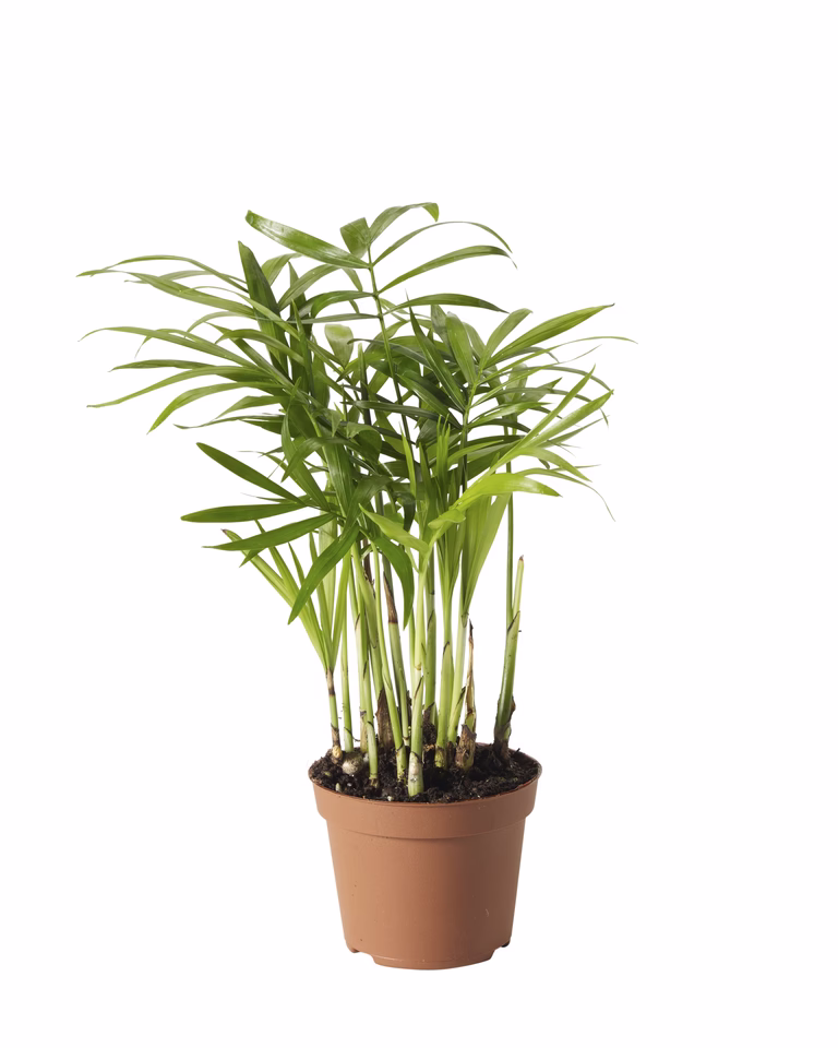 Bergpalm mini
