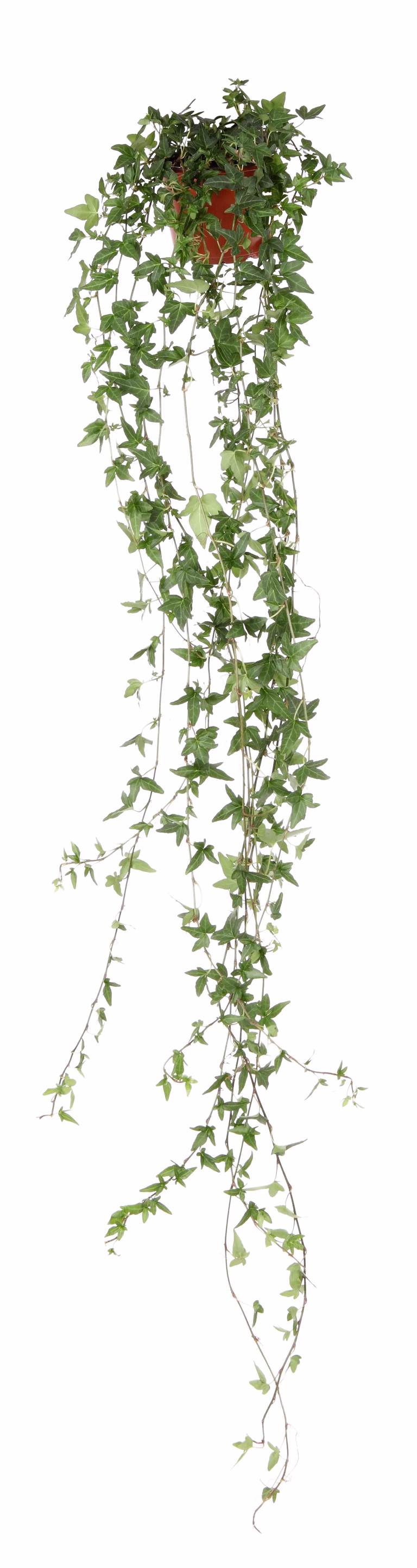Hedera helix long ranks 12 cm
