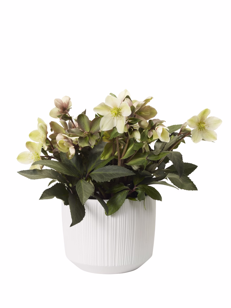 Julros 'Winter Darling'