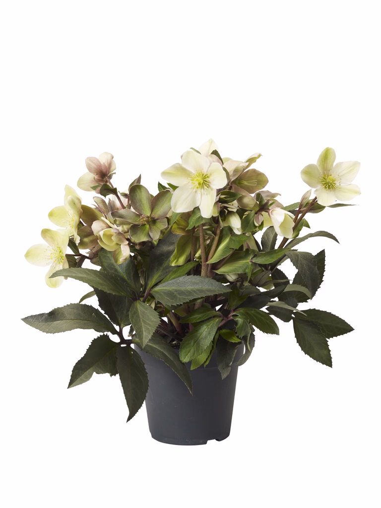 Julros 'Winter Darling'