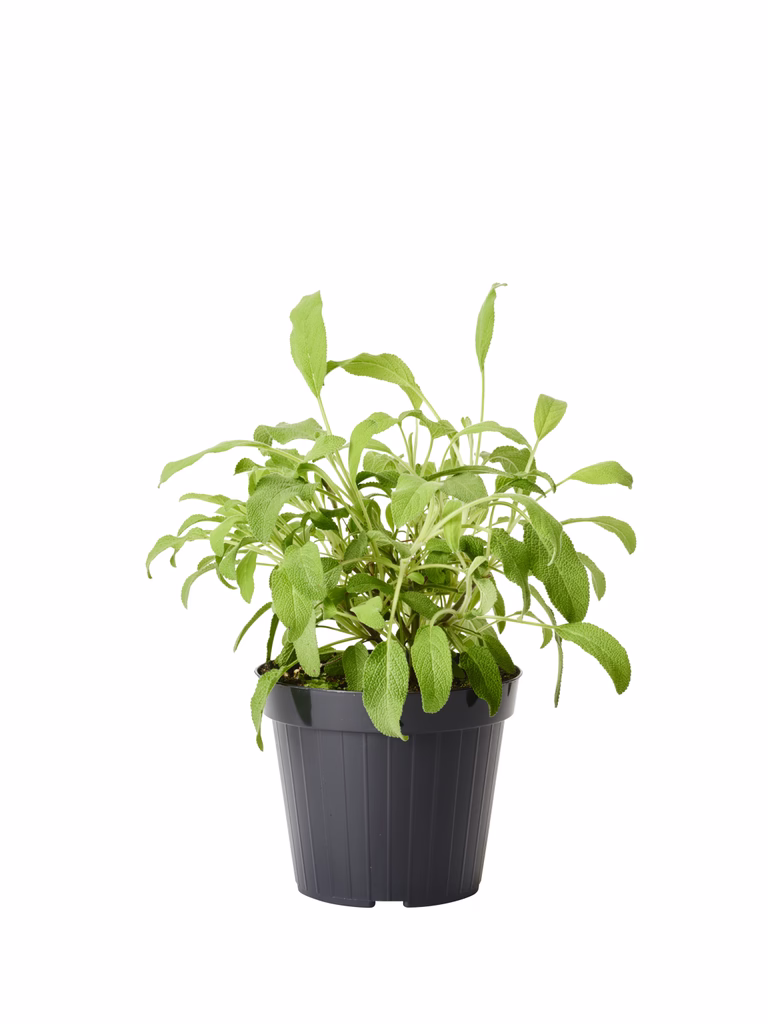 Kryddsalvia