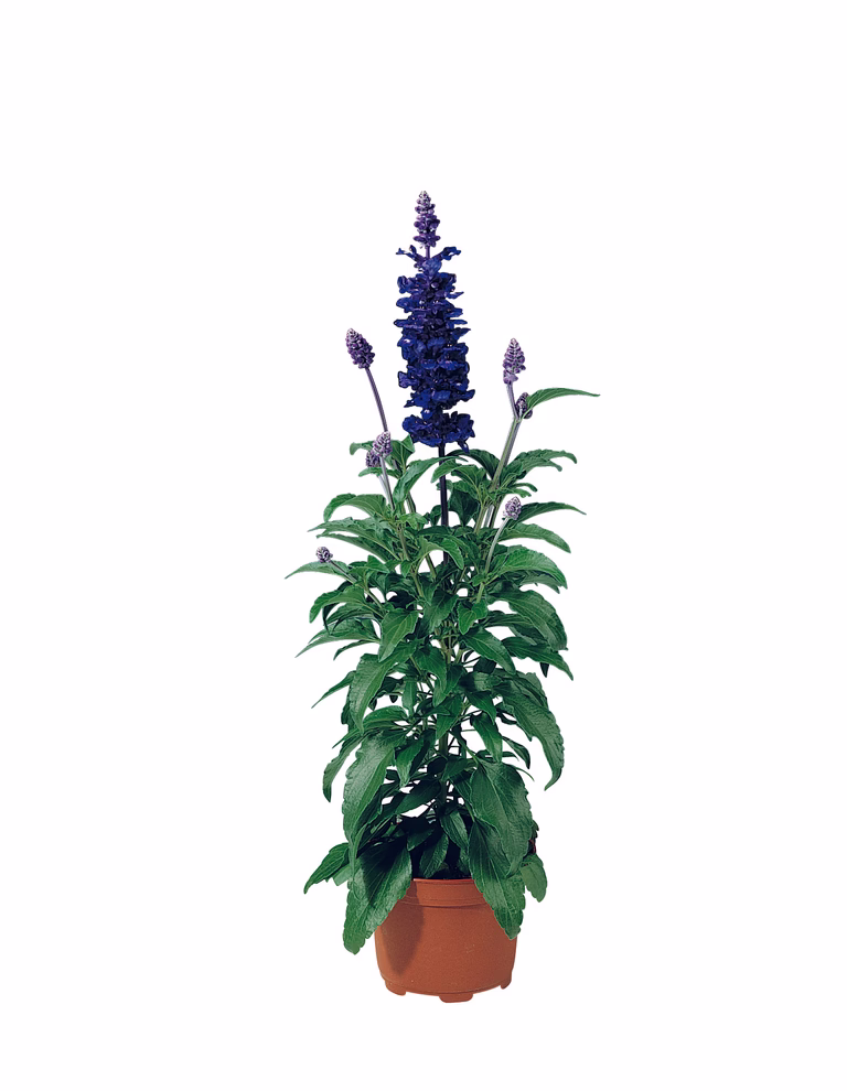 Daggsalvia
