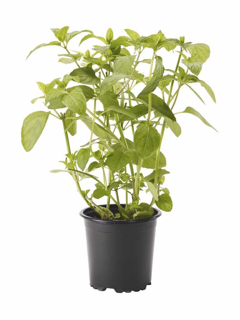 Pepparmynta KRAV