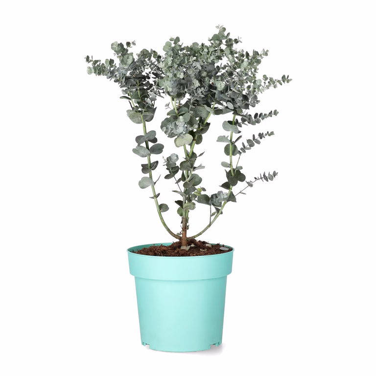 Silvereukalyptus 'Azura'