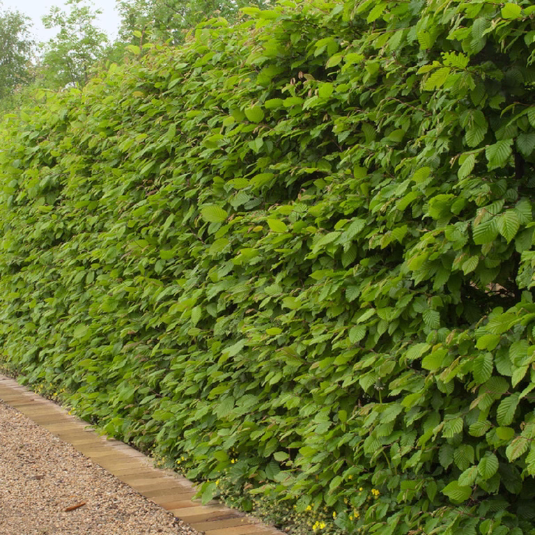 Fagus sylvatica 2L