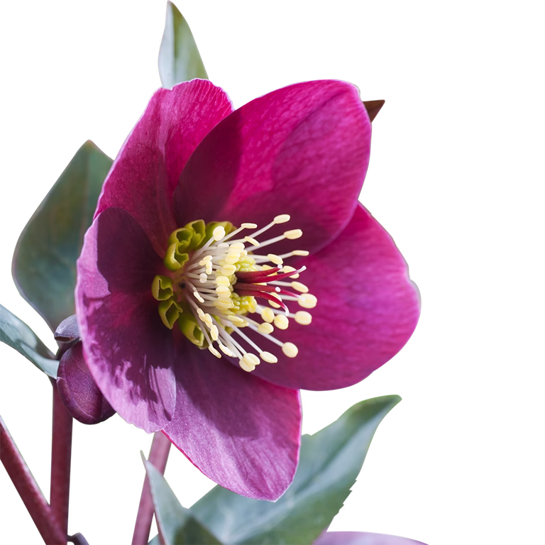 Julros 'Anna's Red'