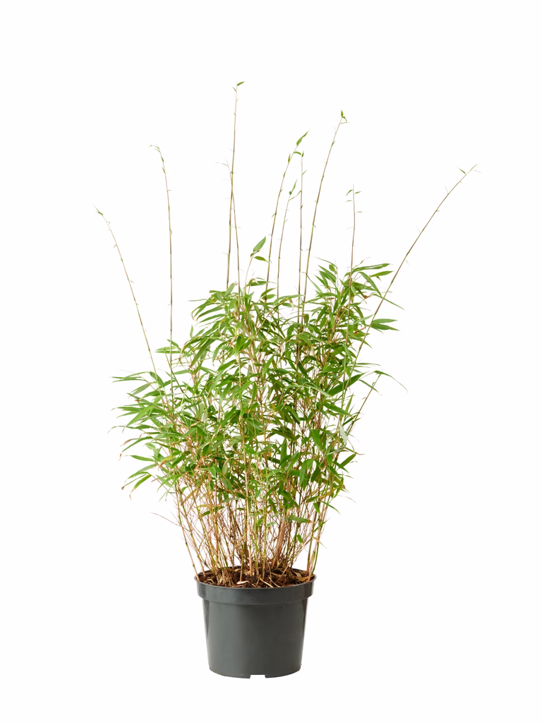 Bergbambu 'Rufa'