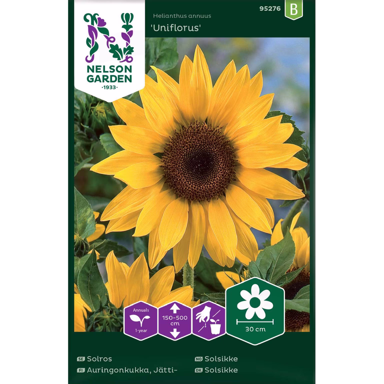 Solros 'Uniflorus'