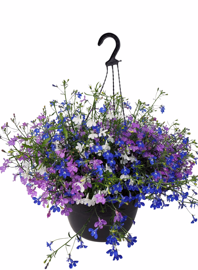 Lobelia i ampel