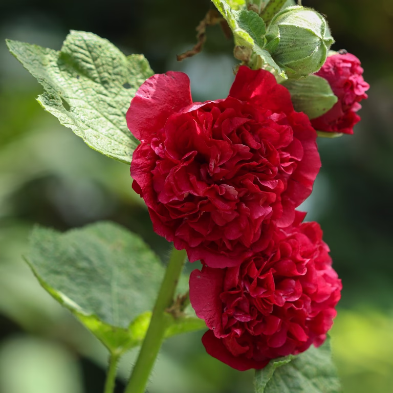 Stockros 'Pleniflora' (röd)