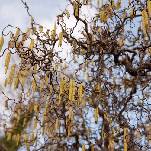 Corylus avellana 'Contorta' 40-50cm 5L