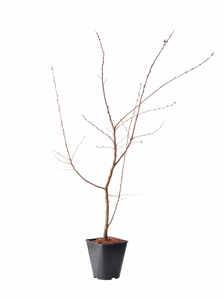 Carpinus betulus 60-80cm 4,5L