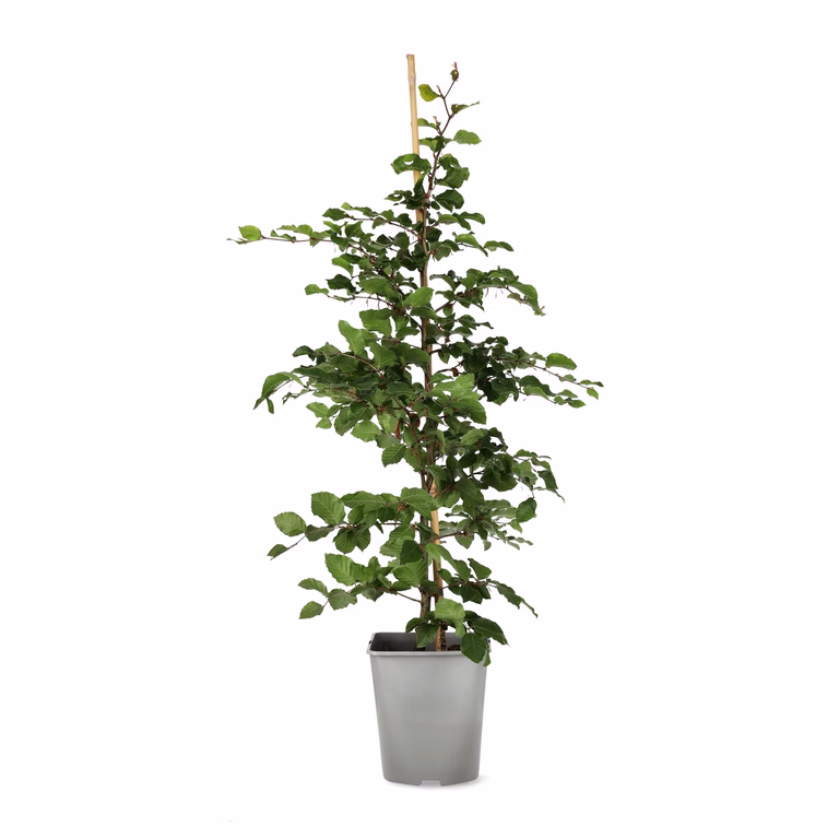 Fagus sylvatica 60-80cm 4,5L