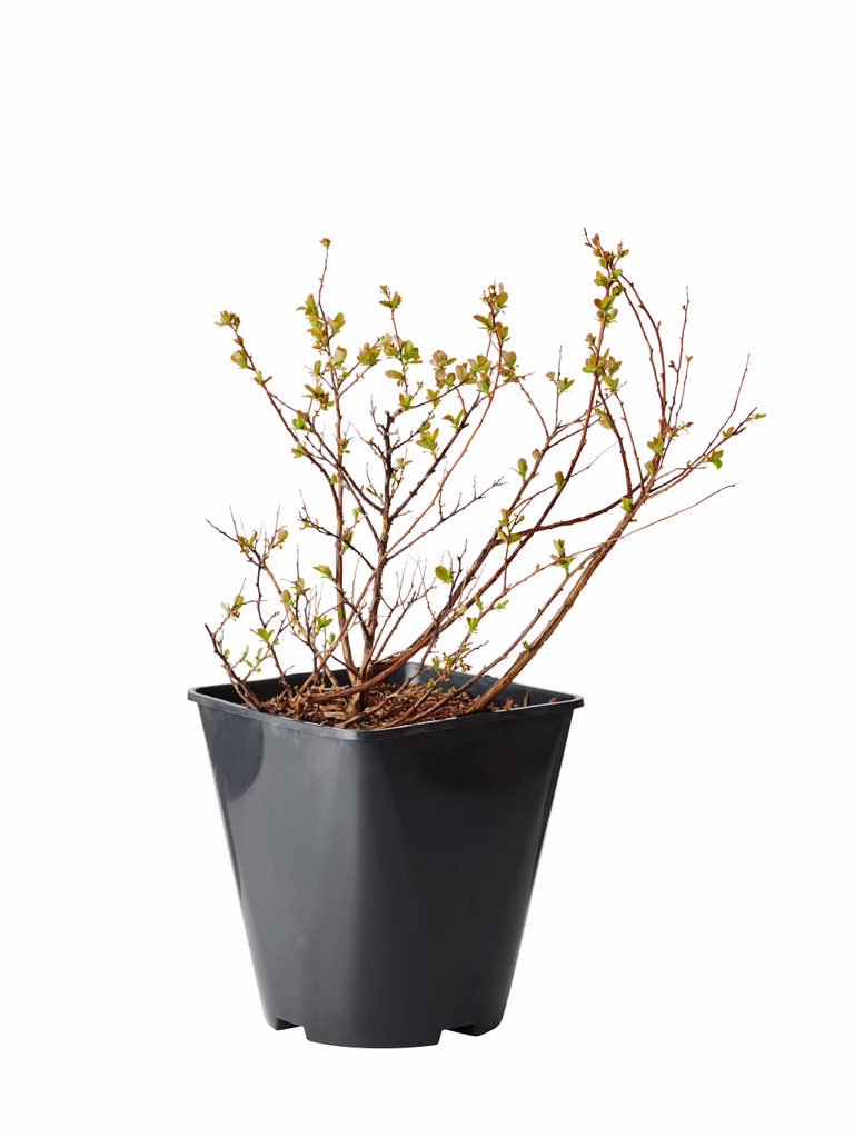 Spiraea betulifolia 'Tor' 23cm