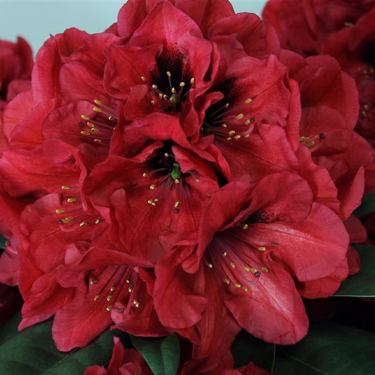 Rododendron RHODO RED DEVIL